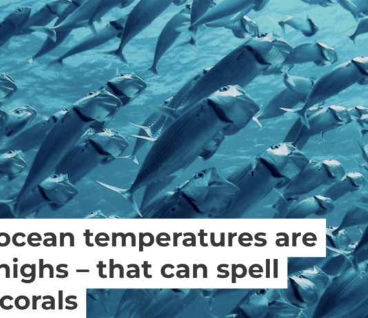 As ocean temperatures rise during El Niño, fish can find themselves in hot water. Geoff Trodd/Unsplash